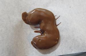 galletitas bañadas en chocolate